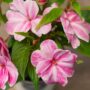 New Guinea Impatiens – Sonic Magic Pink – 4.5″ Pot